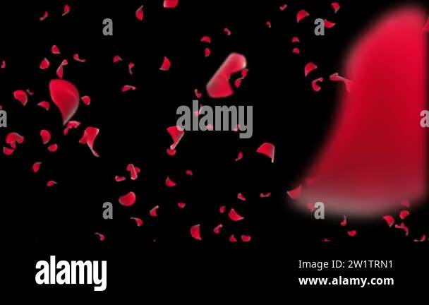 4k video of Red Rose Petals falling loop Background Green Screen Stock ...