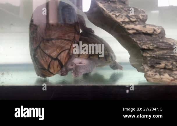Turtle mating Stock Videos & Footage - HD and 4K Video Clips - Alamy
