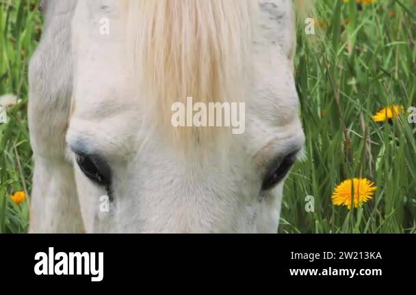 Portrait beautiful arabian gray horse Stock Videos & Footage - HD and