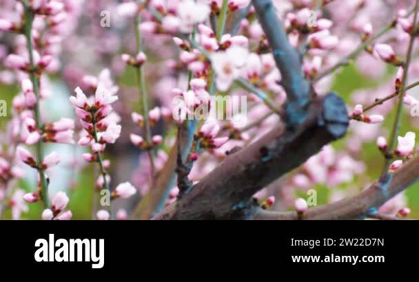 Peach blossom branches and peach trees Stock Videos & Footage - HD and ...
