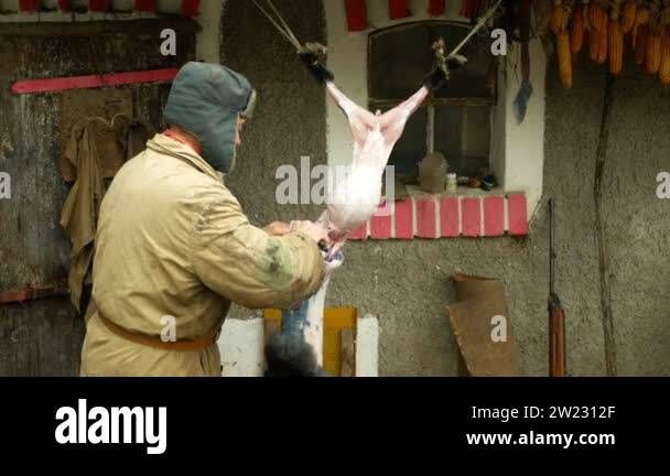 OLOMOUC, CZECH REPUBLIC, JANUARY 10, 2019: Domestic rabbit killed taken ...