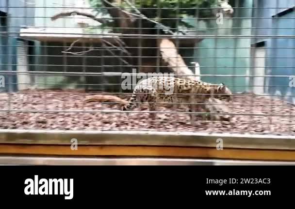 Stressed leopard walking back and force around the cage in the zoo. Sad