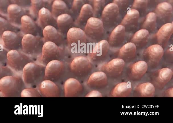 Absorption of nutrients and minerals Stock Videos & Footage - HD and 4K ...