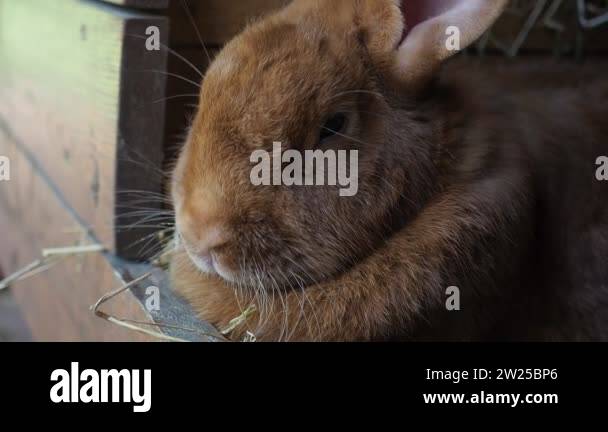 Cute brown rabbit on an organic farm, hiding in the rabbit hutch ...
