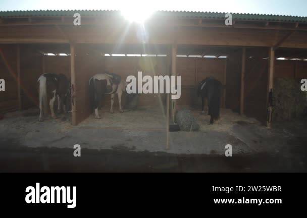 Horse stables with wooden doors and horses. Moving camera. sun shines