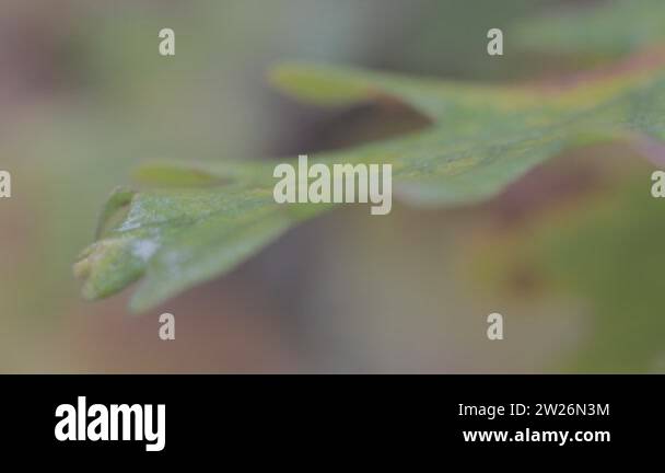 Leaflet color Stock Videos & Footage - HD and 4K Video Clips - Alamy
