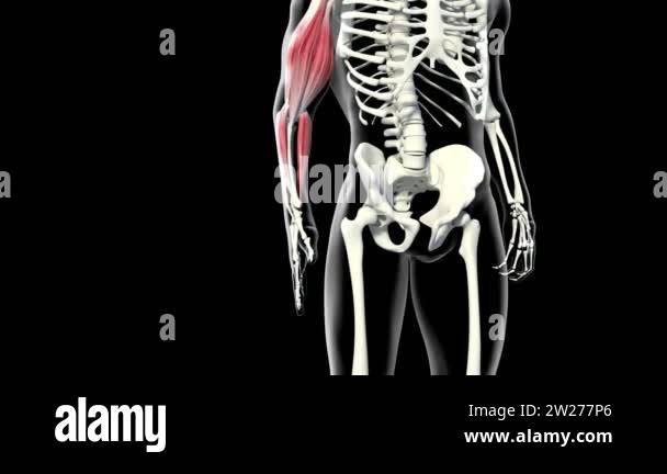 Forearm muscles Stock Videos & Footage - HD and 4K Video Clips - Alamy