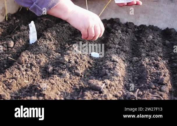 Open ground seed sowing Stock Videos & Footage - HD and 4K Video Clips ...