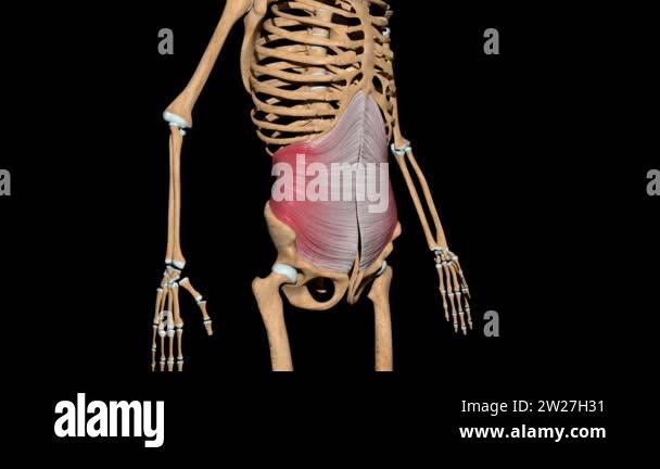 Transverse abdominal Stock Videos & Footage - HD and 4K Video Clips - Alamy