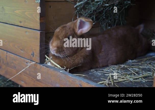 Cute brown rabbit on an organic farm, hiding in the rabbit hutch ...