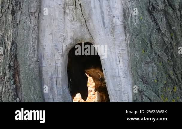 a very old tree with a hollow. beautiful big hollow in the tree Stock ...