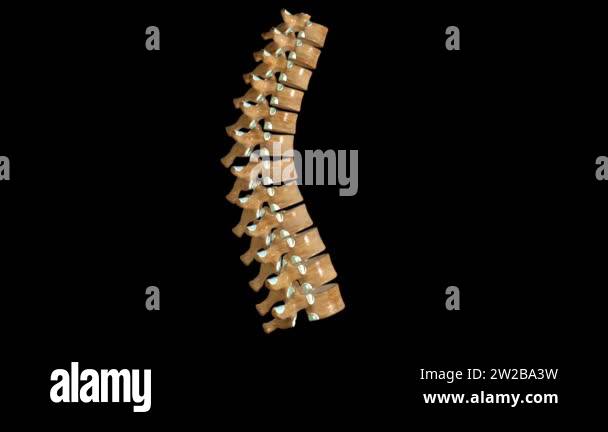 This 3D video shows the Thoracic vertebrae anatomy labeled Stock Video ...