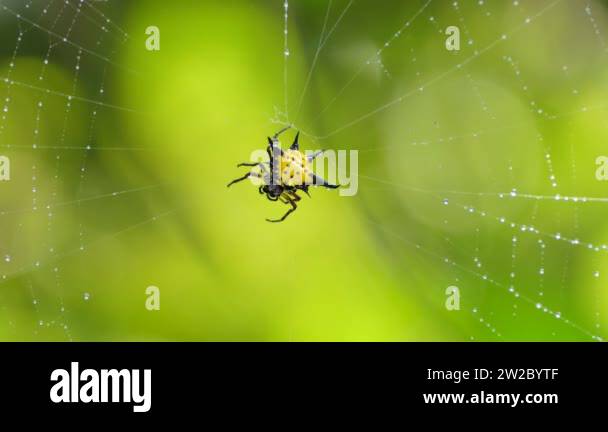 Real spiders Stock Videos & Footage - HD and 4K Video Clips - Alamy