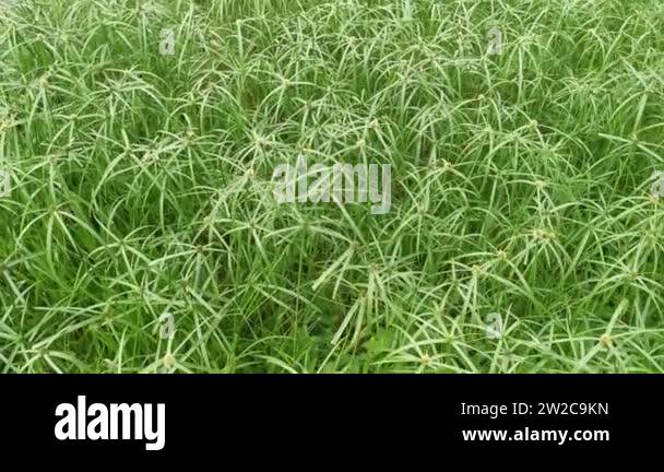 Cyperus grass Stock Videos & Footage - HD and 4K Video Clips - Alamy