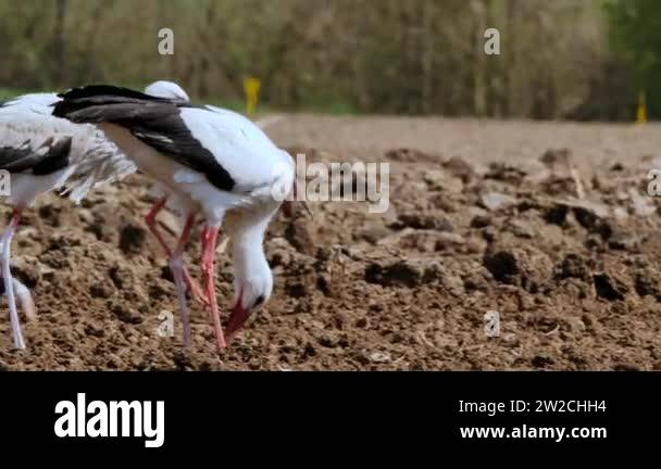 Beautiful black white storks walking Stock Videos & Footage - HD and 4K