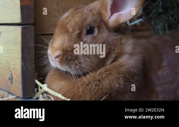 Cute brown rabbit on an organic farm, hiding in the rabbit hutch ...