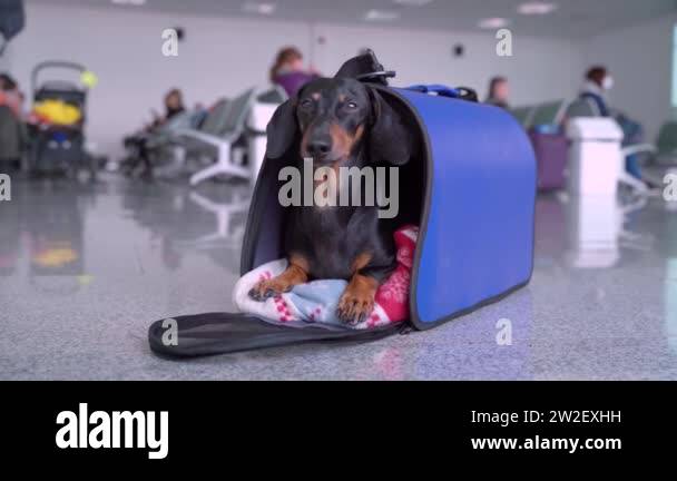 View of Flying With a Dog? Tips for Traveling Safely - American Kennel Club