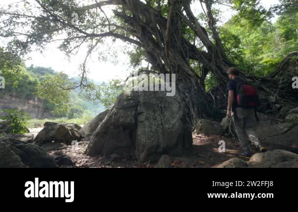 Old man of the jungle Stock Videos & Footage - HD and 4K Video Clips ...