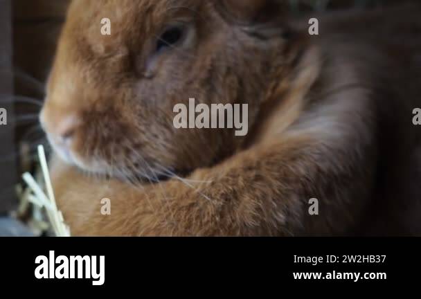 Cute brown rabbit on an organic farm, hiding in the rabbit hutch ...