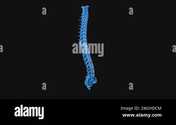 Human spine vertebrae anatomy Stock Videos & Footage - HD and 4K Video ...