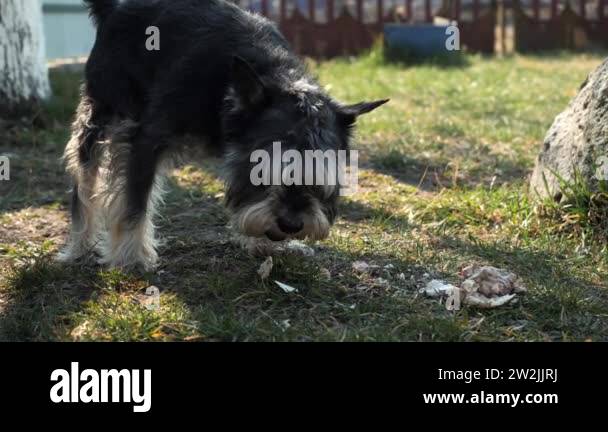 a-stray-dog-eats-chicken-bones-stock-video-footage-alamy
