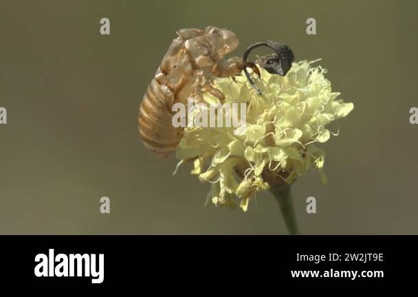 Insect skin Stock Videos & Footage - HD and 4K Video Clips - Alamy