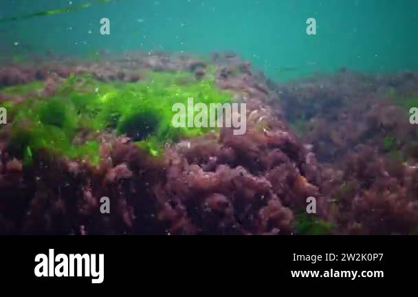 Polyphysa Algae Red, green and brown algae on the seabed in the Black Sea (Porphyra ...