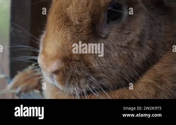 Cute brown rabbit on an organic farm, hiding in the rabbit hutch ...