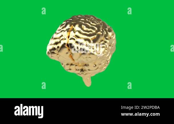 3d rendering golden human brain on green screen 4k animation Stock ...