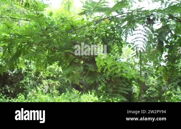 Biancaea sappan (Caesalpinia sappan L., sappanwood, secang, sepang ...