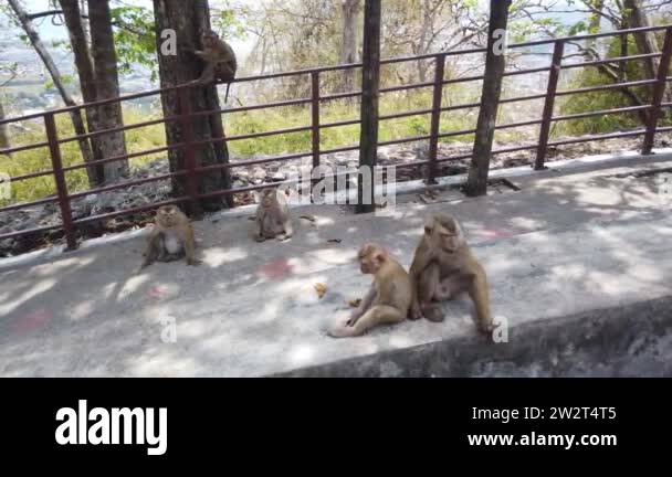 Mountain of monkeys in Phuket, family of monkeys lives on mountain in ...