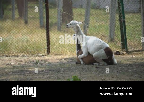 BBW жігітпен трахает Демалыс порнофотосуреттері