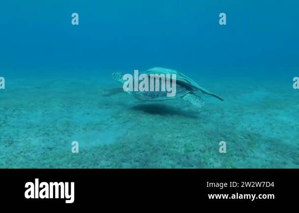 Young Sea turtle with Remorafish on shell slowly floats over seabed and ...