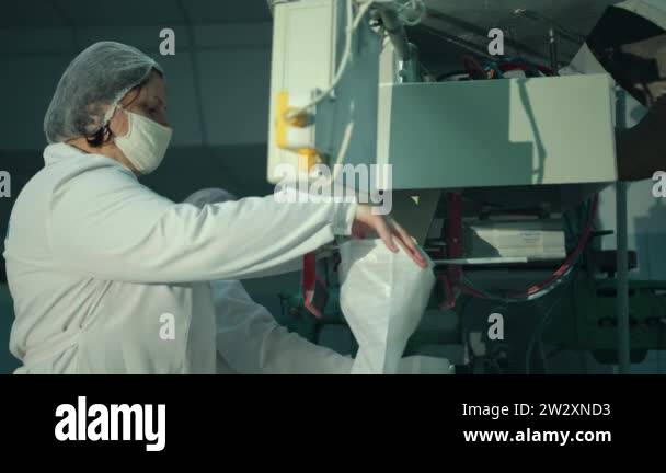 A female worker packs sugar using machine on conveyor belt of sugar ...