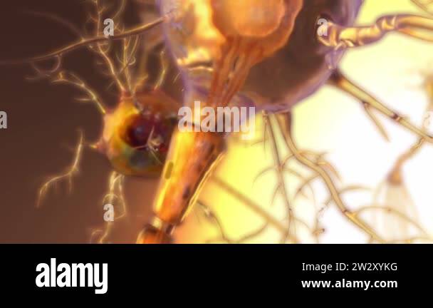 Spinal cord Stock Videos & Footage - HD and 4K Video Clips - Alamy
