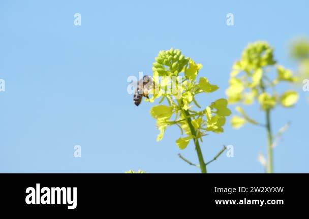 Flying bee extracting pollen from the flowers slow motion. Insect bee ...