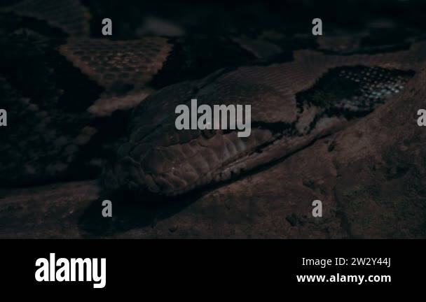 Reticulated python reticulatus close Stock Videos & Footage - HD and 4K ...