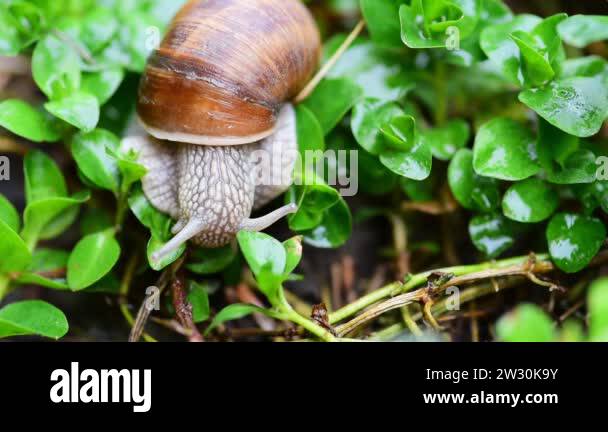 Little common Stock Videos & Footage - HD and 4K Video Clips - Alamy