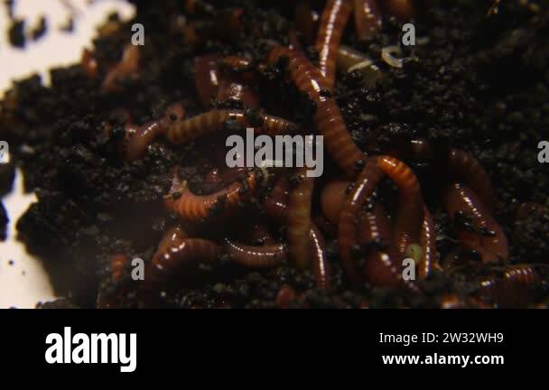 https://c8.alamy.com/comp/2w32wh9/red-earthworms-for-bait-fishing-worms-live-in-black-soil-2w32wh9.jpg
