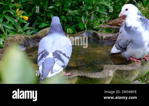 Feral pigeon feeding in urban house garden. Feral pigeons, also called ... Biology Diagrams
