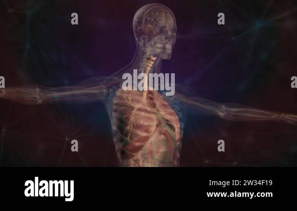 A system of the anatomy of the human body Stock Videos & Footage - HD ...
