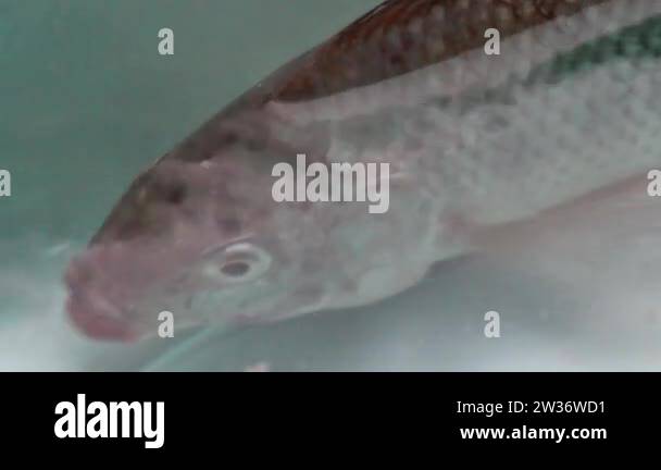 java tilapia -fotos und -bildmaterial in hoher... Tilapia Stock Videos & Footage - HD and 4K Video Clips - Alamy