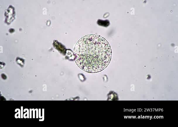 Animal cell by a microscope Stock Videos & Footage - HD and 4K Video ...