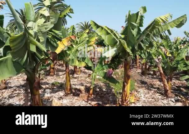 Cinematic side view of the banana plantations of Tenerife on sunny, hot ...