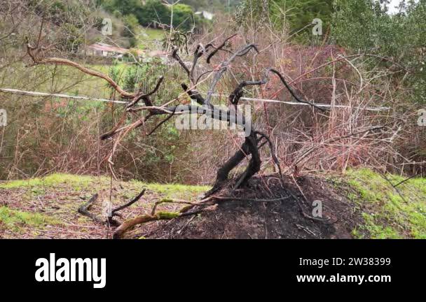 Dead ash tree Stock Videos & Footage - HD and 4K Video Clips - Alamy