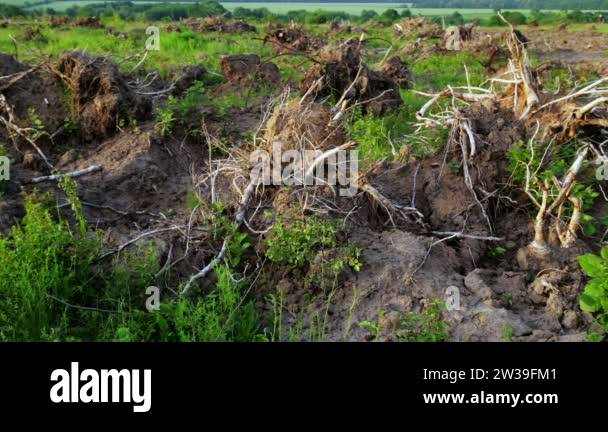 Tree roots after deforestation. Ecological disaster after deforestation ...