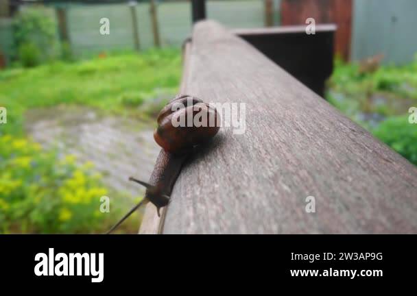 A large snail with a shiny shell crawls on a wooden surface after rain ...