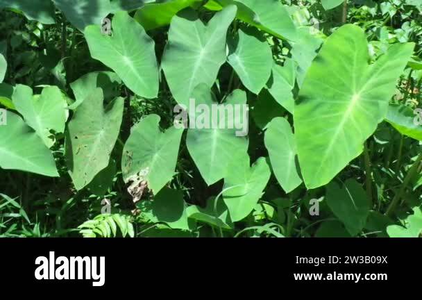 close up Taro leaves (Colocasia esculenta, talas) with natural ...