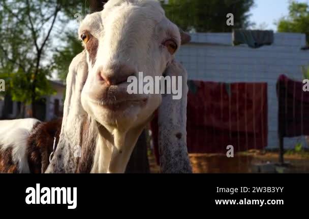 Beetal goat eating fodder and ruminating in agriculture farmland. Goat ...