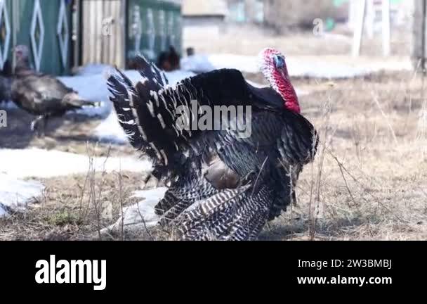 Mating games of a turkey. The male tramples and looks after females ...
